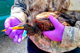 This undated photo provided by the Louisiana Department of Wildlife and Fisheries shows LDWF personnel triage an oiled tricolored heron recovered at the Alliance Refinery oil spill in Belle Chasse, La. Louisiana wildlife officials say they have documented more than 100 oil-soaked birds near after crude oil spilled from a refinery flooded during Hurricane Ida. The Louisiana Department of Wildlife and Fisheries said Thursday, Sept. 9, 2021 that a growing number of oiled birds had been observed within heavy pockets of oil throughout the Phillips 66 Alliance Refinery in Belle Chasse, as well as nearby flooded fields and retention ponds along the Mississippi River.