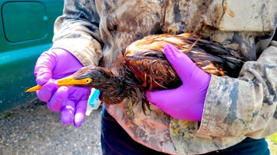 This undated photo provided by the Louisiana Department of Wildlife and Fisheries shows LDWF personnel triage an oiled tricolored heron recovered at the Alliance Refinery oil spill in Belle Chasse, La. Louisiana wildlife officials say they have documented more than 100 oil-soaked birds near after crude oil spilled from a refinery flooded during Hurricane Ida. The Louisiana Department of Wildlife and Fisheries said Thursday, Sept. 9, 2021 that a growing number of oiled birds had been observed within heavy pockets of oil throughout the Phillips 66 Alliance Refinery in Belle Chasse, as well as nearby flooded fields and retention ponds along the Mississippi River.
