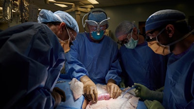 A surgical team examines a pig kidney attached to the body of a deceased recipient for any signs of rejection, New York, Sept. 2021.