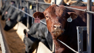 In this June 10, 2020 file photo, cattle occupy a feedlot in Columbus, Neb. Frustrated with persistently low prices, ranchers and others in the beef industry are moving to reverse decades of consolidation and planning to open new slaughterhouses.