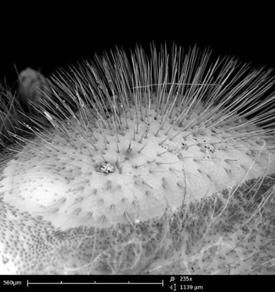 Scanning electron microscope image of hairs on a honeybee’s eye.