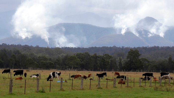In this Jan. 9, 2020, file photo, cattle graze in a field as smoke rises from burning fires on mountains near Moruya, Australia. Australia Thursday, Oct. 28, 2021, ruled out promising to cut methane emissions by 30% by the end of the decade in a stance that will add to criticisms that the country is a laggard in addressing climate change.