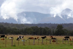 In this Jan. 9, 2020, file photo, cattle graze in a field as smoke rises from burning fires on mountains near Moruya, Australia. Australia Thursday, Oct. 28, 2021, ruled out promising to cut methane emissions by 30% by the end of the decade in a stance that will add to criticisms that the country is a laggard in addressing climate change.