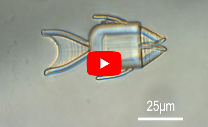 Fish-shaped microrobots are guided with magnets to cancer cells, where they open their mouths to release their chemotherapy cargo.