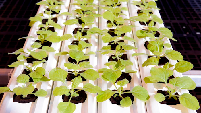 This Sept 10, 2021, photo provided by Medicago, shows a tray of N. Benthamiana sprouts inside a Medicago greenhouse, in Quebec City. On Tuesday, Dec. 7, 2021, the Canadian drugmaker says its plant-based COVID-19 vaccine showed strong protection against the coronavirus.