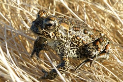 A Dixie Valley toad sits atop grass in Dixie Valley, Nev., on April 6, 2009. The Dixie Valley toad is found only in Nevada and its entire population lives in a thermal spring-fed wetland in the remote Dixie Valley. A federal appeals court will have to decide whether protecting historical tribal lands and a rare toad warrant blocking a major geothermal plant in Nevada as the nation tries to move away from fossil fuels amid a looming climate crisis.
