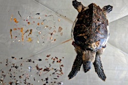 A Hawksbill sea turtle that was found on a nearby beach is displayed after an autopsy was performed along with trash mostly plastic materials, top, and food items, left, at the Al Hefaiyah Conservation Center lab, in the city of Kalba, on the east coast of the United Arab Emirates on Feb. 1, 2022.