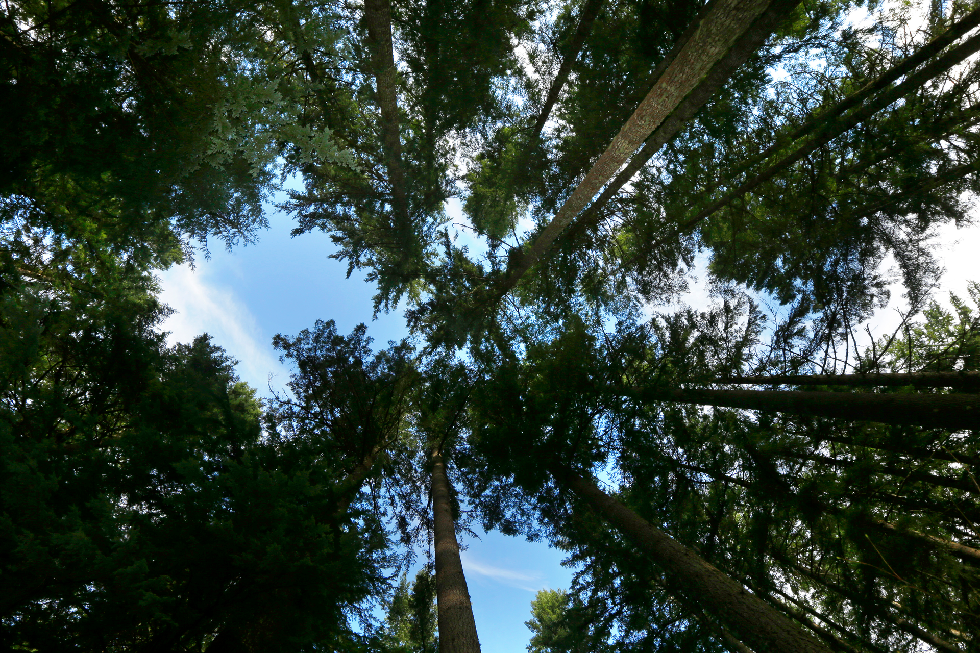 Forest land near Ashford, Wash., Nov. 23, 2015.