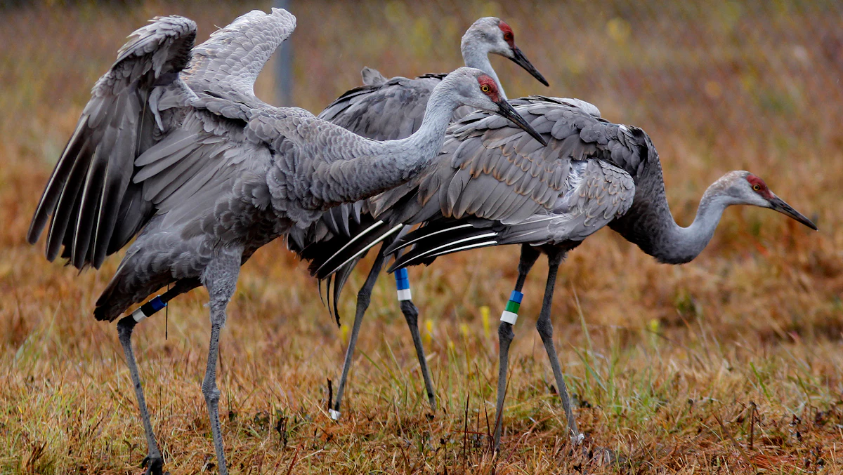 Wildlife Officials Reverse Course on Pesticide - Vimarsana News