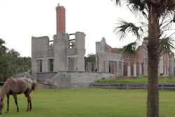 A wild horse grazes next to the ruins of the Dungeness mansion in the south end of Cumberland Island, Camden County, Ga., Sept. 20, 2008.