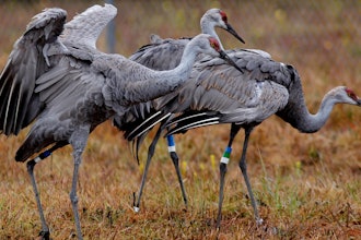Endangered Mississippi sandhill cranes at the Mississippi Sandhill Crane National Wildlife Refuge, Gautier, Miss., Nov. 27, 2012.