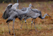 Endangered Mississippi sandhill cranes at the Mississippi Sandhill Crane National Wildlife Refuge, Gautier, Miss., Nov. 27, 2012.