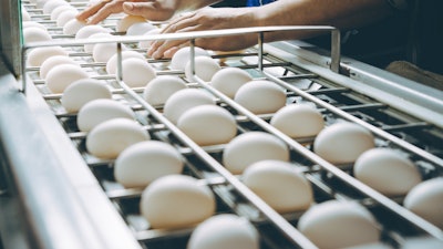 Egg Factory Plant Agriculture Poultry Chicken Farm 1203667122 726x484