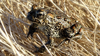 The U.S. Fish and Wildlife Service temporarily listed a rare northern Nevada toad as endangered on an emergency basis partly because of threats a geothermal plant in the works poses to its habitat in the only place its known to live in the world about 100 miles east of Reno.