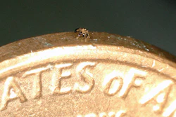 Smaller than a flea, a single crab robot stands on the edge of a coin.