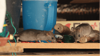 Rodents found in Family Dollar stores