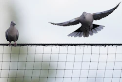 A bird lands on the top of the net behind home plate during a spring training baseball game between the Colorado Rockies and the Milwaukee Brewers, March 24, 2021, Phoenix.