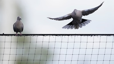 A bird lands on the top of the net behind home plate during a spring training baseball game between the Colorado Rockies and the Milwaukee Brewers, March 24, 2021, Phoenix.