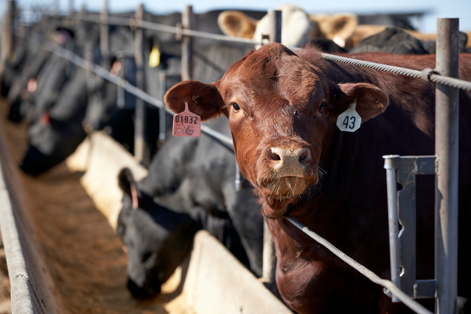 In this June 10, 2020 file photo, cattle occupy a feedlot in Columbus, Neb. The nation's largest food distributor has joined the other businesses accusing the four largest meat processors of working together to inflate beef prices. Sysco recently filed a federal lawsuit in Texas accusing Tyson Foods, JBS, Cargill and National Beef of price fixing.