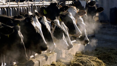 Dairy cows feed through a fence at a farm outside Jerome, Idaho.