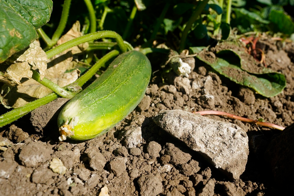 A saltwater stained rock lies next to a cucumber in the field of farmer Bobby Costa near Tracy, Calif., on Thursday, July 21, 2022. He gets water from rivers in the Delta rivers, delivered by an irrigation district through a ditch on his property. This year, the water’s higher salt content is evident, leaving white stains on the dirt in his fields and hurting his cucumber crop.