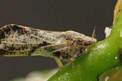 Psyllids, related to those found harboring the new species of Liberibacter.