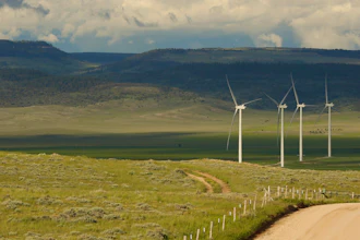 Scientists say the species is teetering on the edge of decline and worry that proliferating wind turbines could push them over the brink.