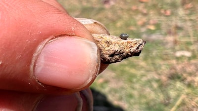 This photo provided by Lynne Buckner shows a Kings River pryg, a springsnail found in 13 isolated springs around Thacker Pass, 200 miles northeast of Reno, Nev., on April 7, 2022. Conservationists are seeking Endangered Species Act protection of the tiny snail half the size of a pea that’s known to exist only in high-desert springs near a huge lithium mine planned along the Nevada-Oregon line.