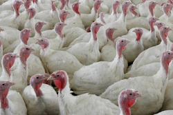 This Wednesday, April 11, 2012 file photo shows turkeys at a farm in Lebanon, Pa.