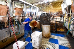 Farm worker Enrique Rubio of Mexico, works at the Dutch Hollow Farms milking Jersey dairy cows ,,Tuesday, Sept. 20, 2022, in Schodack Landing N.Y. Harvest season means long days for U.S. farmworkers — but usually no overtime pay. New York is now joining several states that have begun to change this rule. The state's labor commissioner today approved a proposal to implement its own 40-hour overtime rule for farm workers.