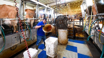 Farm worker Enrique Rubio of Mexico, works at the Dutch Hollow Farms milking Jersey dairy cows ,,Tuesday, Sept. 20, 2022, in Schodack Landing N.Y. Harvest season means long days for U.S. farmworkers — but usually no overtime pay. New York is now joining several states that have begun to change this rule. The state's labor commissioner today approved a proposal to implement its own 40-hour overtime rule for farm workers.