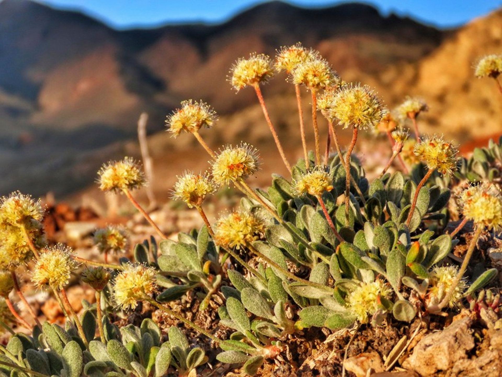 In this photo provided by the Center for Biological Diversity, Tiehm's buckwheat grows in the high desert in the Silver Peak Range of western Nevada about halfway between Reno and Las Vegas, in June 2019, where a lithium mine is planned.