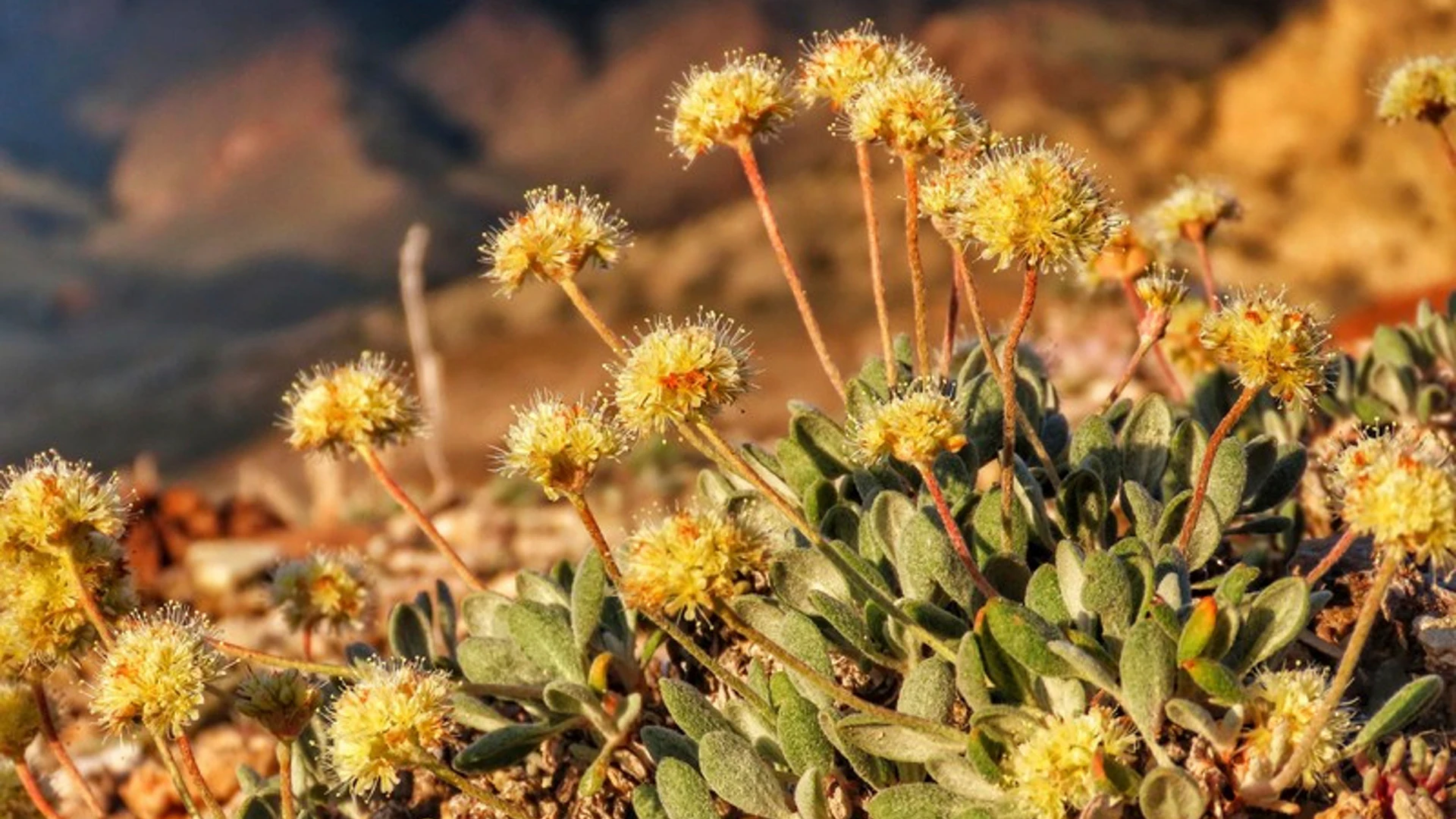 Nevada Flower Listed as Endangered at Lithium Mine Site - Vimarsana News