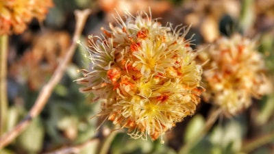 This photo provided by the Center for Biological Diversity taken in June 2019, in the Silver Peak Range of western Nevada about halfway between Reno and Las Vegas shows Tiehm's buckwheat growing in the high desert where a lithium mine is planned.