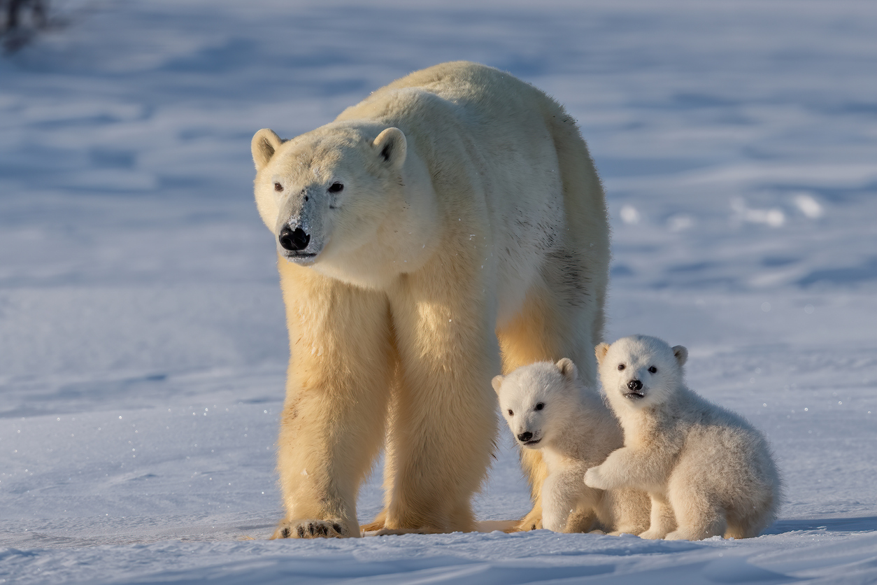 Do Polar Bear Paws Hold the Secret to Better Tire Traction? - Vimarsana News