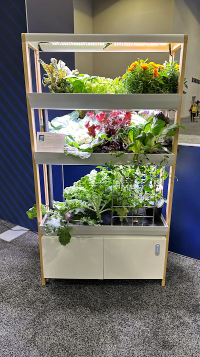 The New Rise Garden