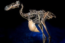 A dodo skeleton.