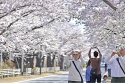 Visitors take photos of cherry blossoms in Tomioka town, Fukushima prefecture, Japan Saturday, April 1, 2023.
