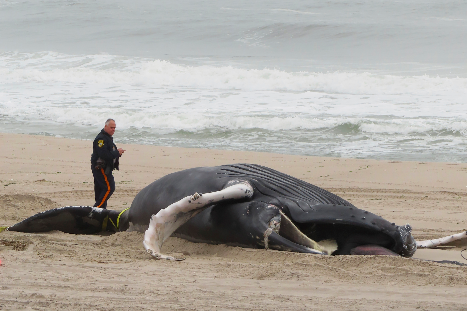 NJ GOP Seeks Wind Projects Halt to See If Whales Benefit - Vimarsana News