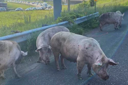 Pigs loose on a highway after the semitrailer truck that was carrying them overturned, Little Canada, Minn., June 9, 2023.