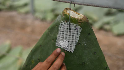 Mayeli Garcia hangs from a rack, a pouch filled with tiny female insects attached to a cactus pad where their parasitic offsprings will feed on the pads until maturity, in San Francisco Tepeyacac, east of Mexico City, Thursday, Aug. 24, 2023. The insects, known as Dactylopius coccus, contain carminic acid that is used to produce cochineal dye, an intense, natural red pigment.