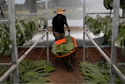 Miguel Garcia pushes a wheelbarrow filled with nopales or prickly pear cacti pads, into his family’s greenhouse, in San Francisco Tepeyacac, east of Mexico City, Thursday, Aug. 24, 2023.