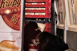 Two bears in a donut truck, Anchorage. Alaska, Sept. 12, 2023.