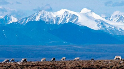 Caribou graze in the Arctic National Wildlife Refuge in Alaska, on June 1, 2001.