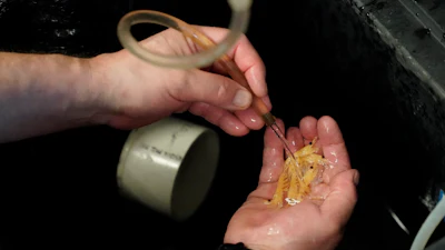Technician Joe Cope prepares to replace the formaldehyde for a jar of krill at the Virginia Institute of Marine Science in Gloucester Point, Va., on May 10, 2023. At the lab, researchers are examining how warming oceans — Antarctic krill need water colder than 4 degrees Celsius (39 Fahrenheit) to survive — are altering krill's life cycle. It's a task made more urgent by a record loss in sea ice this year.