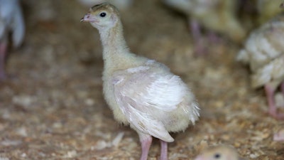 A turkey on a farm near Manson, Iowa, Aug. 10, 2015.