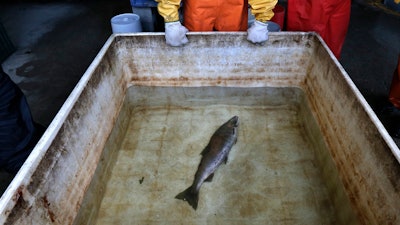 Julann Spromberg, a research toxicologist with Ocean Associates Inc., observes a salmon killed after exposure to unfiltered highway runoff, Oct. 20, 2014.