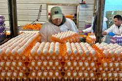 A worker moves crates of eggs at the Sunrise Farms processing plant in Petaluma, Calif., on Thursday, Jan. 11, 2024, which has seen an outbreak of avian flu in recent weeks.