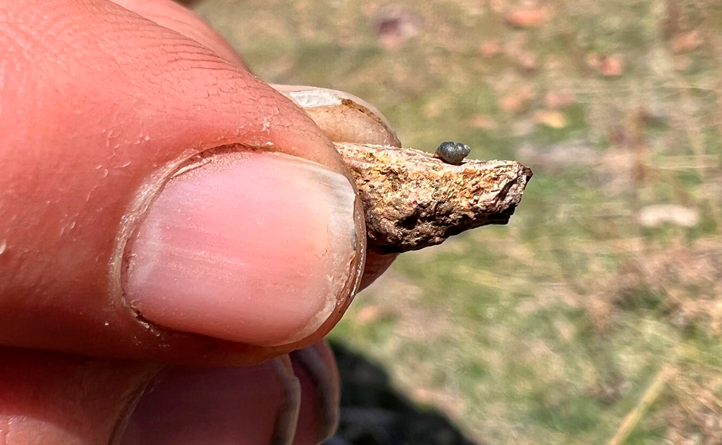 This photo provided by Lynne Buckner shows a Kings River pryg, a springsnail found in 13 isolated springs around Thacker Pass, 200 miles northeast of Reno, Nev., on April 7, 2022.