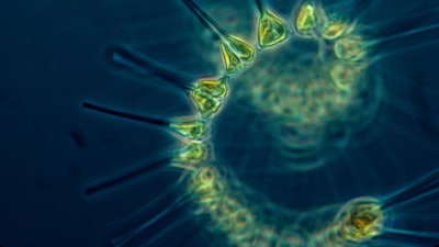 The mighty phytoplankton.